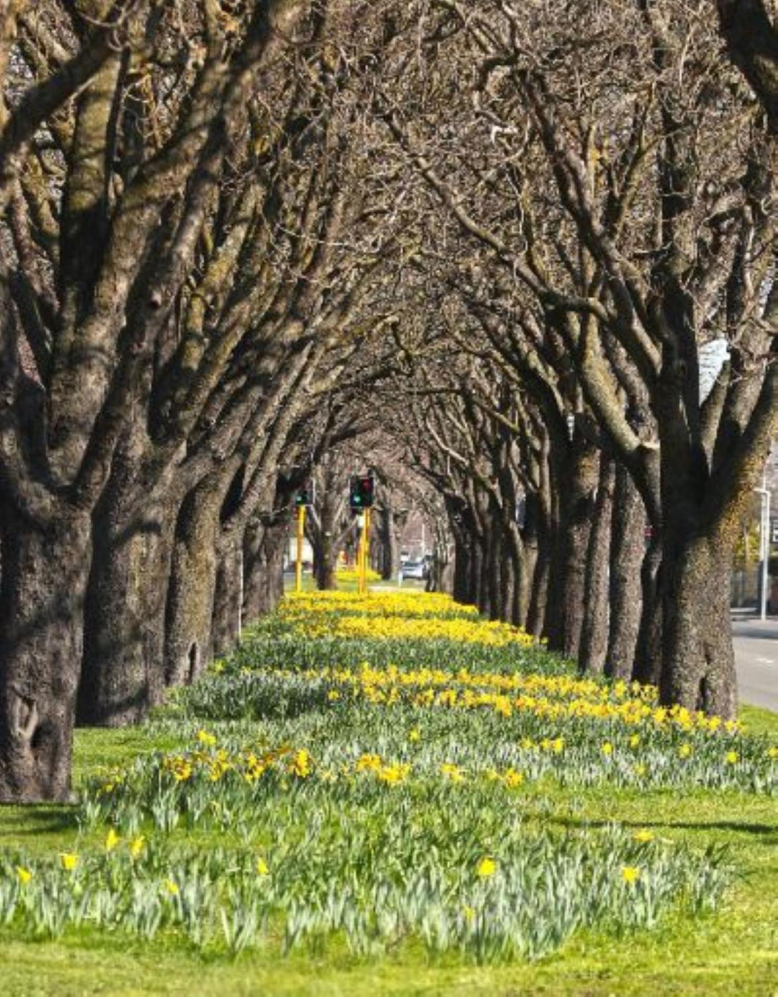 Inner City Delight Walk To Cathedral Square Christchurch Exteriér fotografie